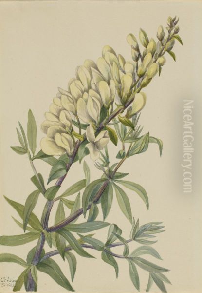 False Indigo (Baptista bructeata) - view 1