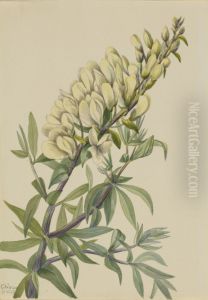 False Indigo (Baptista bructeata)