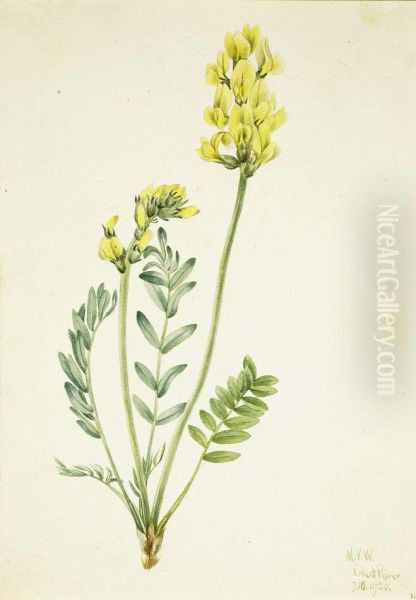 False Locoweed (Oxytropia gracilis) - view 1