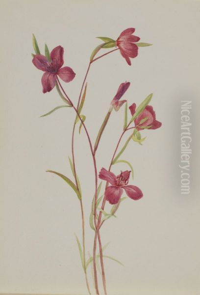 Farewell to Spring (Godetia amoena lilja) - view 1
