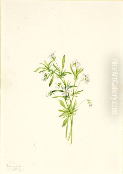 Field Violet (Viola rafinesquii) - view 1
