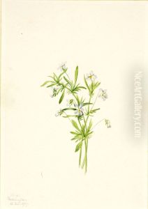 Field Violet (Viola rafinesquii)