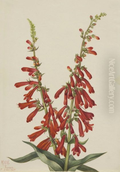 Fire Pentstemon (Pentstemon eatonii) - view 1