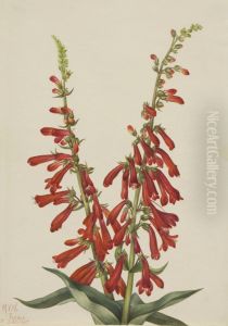 Fire Pentstemon (Pentstemon eatonii)