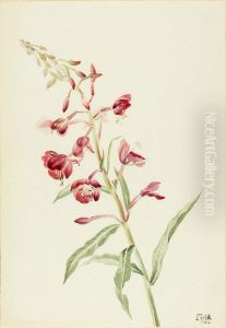 Fireweed (Epilobium angustifolium) by Mary Vaux Walcott