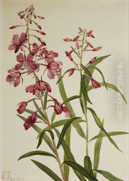 Fireweed (Epilobium angustifolium) - view 1