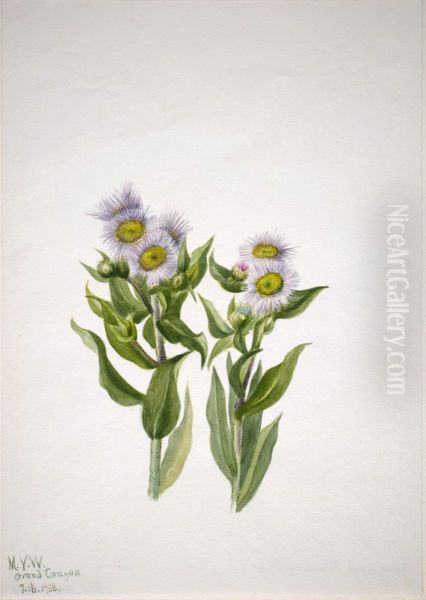 Fleabane (Erigeron macranthus) - view 1