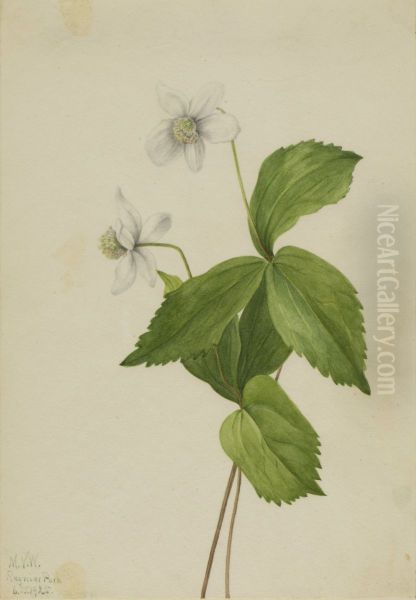 Forest Anemone (Anemone deltoidea) - view 1