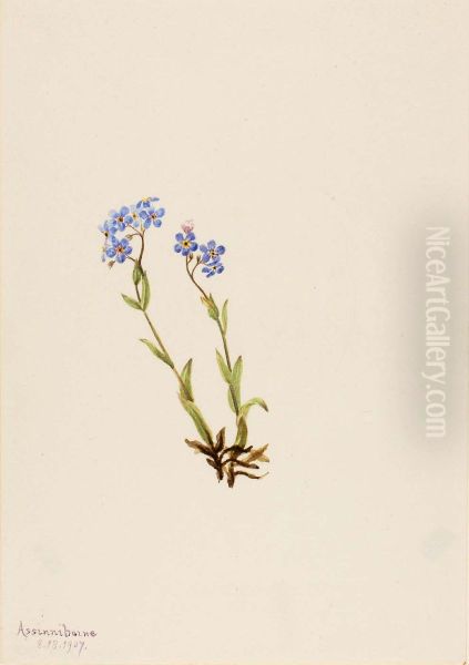 Forget-Me-Not (Myosotis alpestris) - view 1