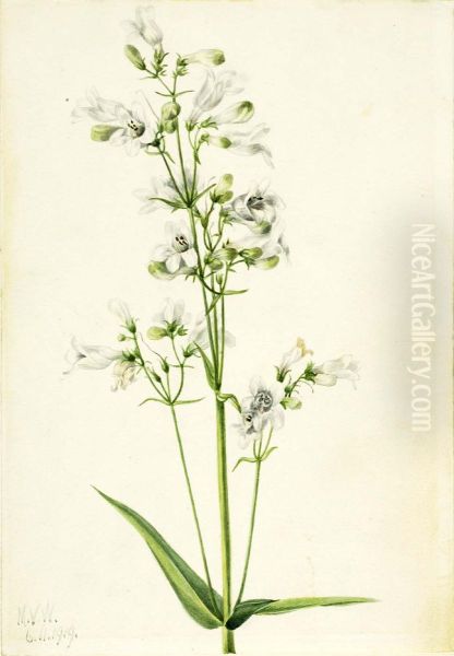 Foxglove Pentstemon (Pentstemon digitalis) - view 1
