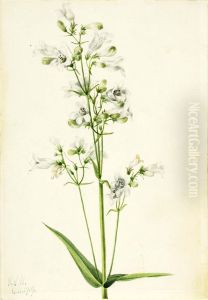 Foxglove Pentstemon (Pentstemon digitalis) by Mary Vaux Walcott