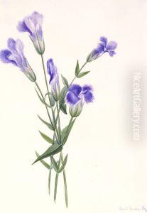 Fringed Gentian (Gentiana crinita) by Mary Vaux Walcott