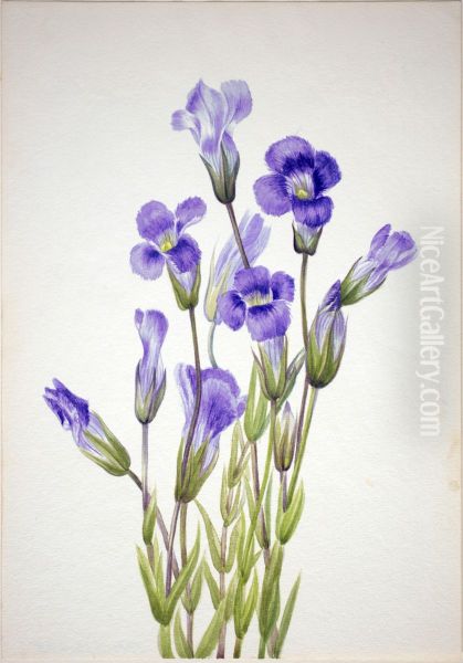 Fringed Gentian (Gentiana elegana) - view 1