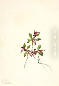 Fringed Polygala (Polygala paucifolia) by Mary Vaux Walcott