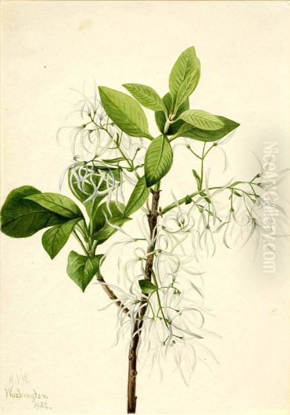 Fringe Tree (Chionanthus virginica) - view 1