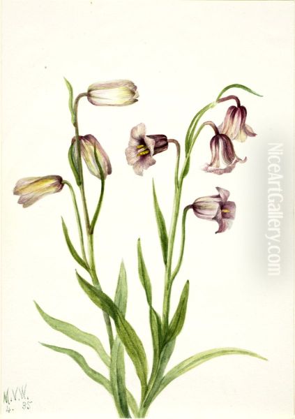 Fritillary (Fritillaria biflora) - view 1