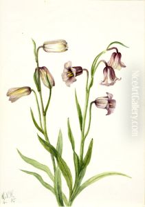 Fritillary (Fritillaria biflora) by Mary Vaux Walcott