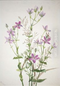 Gentianacease sabbalia angularis by Mary Vaux Walcott