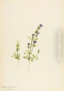 Gentiana propingua by Mary Vaux Walcott