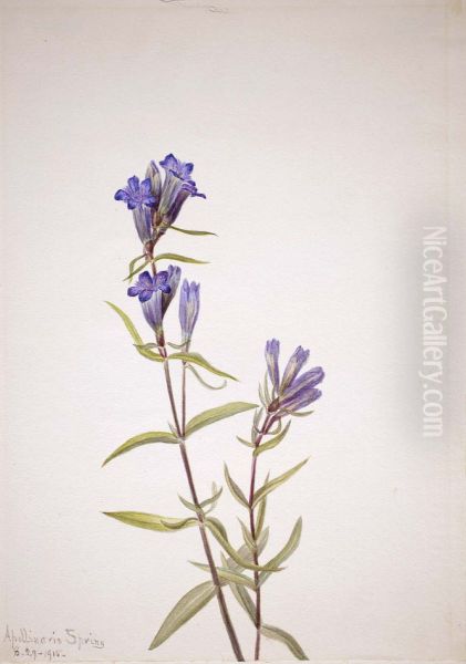 Gentian (Gentiana affinis) - view 1