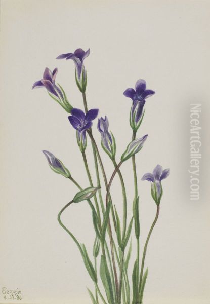 Gentian (Gentiana holopetala) - view 1