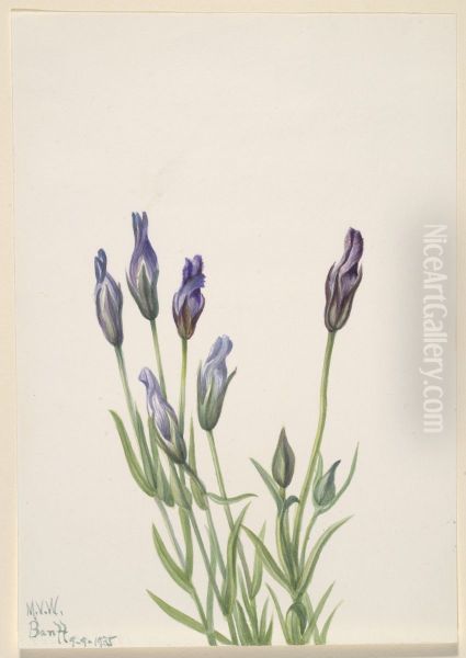 Gentian (Gentiana macounii) - view 1