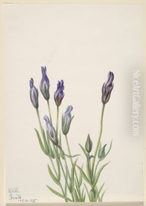 Gentian (Gentiana macounii) by Mary Vaux Walcott
