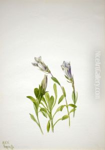 Gentian (Gentiana newberri) by Mary Vaux Walcott