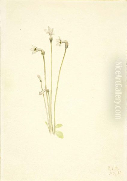 Ghostpipe (Thalesia uniflora) - view 1