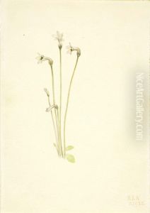 Ghostpipe (Thalesia uniflora)