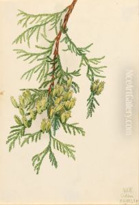 Giant Arborvitae (Thuja plicata) Giant Arborvitae (Thuja plicata)