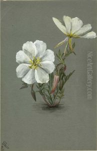 Giant Helleborine (Epipactia gigantea) by Mary Vaux Walcott