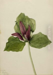 Giant Trillium (Trillium chloropetalum) Giant Trillium (Trillium chloropetalum)