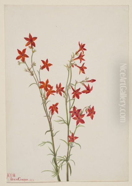 Gilia arizonica - view 1