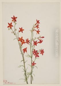 Gilia arizonica by Mary Vaux Walcott
