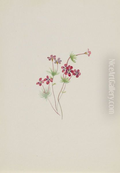 Gilia linanthus parviflorus - view 1