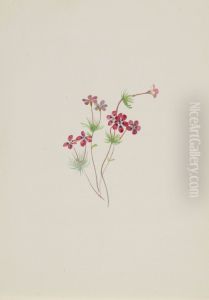 Gilia linanthus parviflorus Gilia linanthus parviflorus