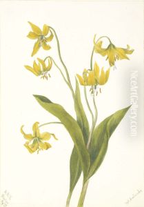 Glacierlily (Erythronium grandiflorum) by Mary Vaux Walcott
