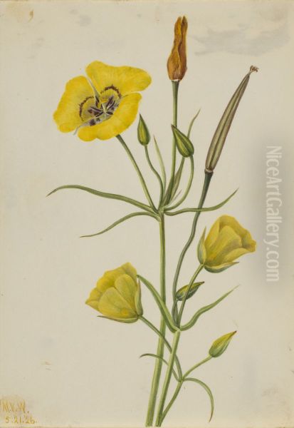Goldenbowl Mariposa (Calochortus claratus) - view 1