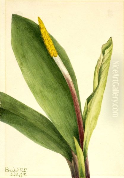 Goldenclub (Orontium aquaticum) - view 1