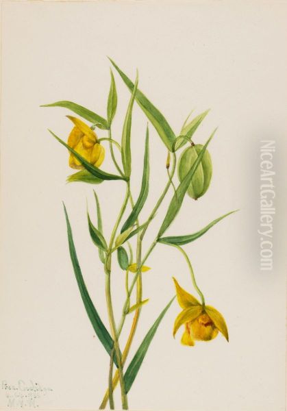 Golden Fairy Lantern (Calochortus amabilis) - view 1