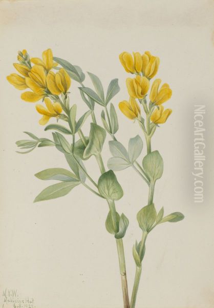 Goldenpea (Thermopsis rhombifolia) - view 1