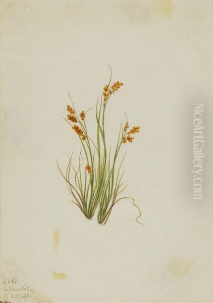 Golden Sedge (Carex aurea) - view 1