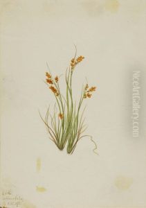 Golden Sedge (Carex aurea) by Mary Vaux Walcott