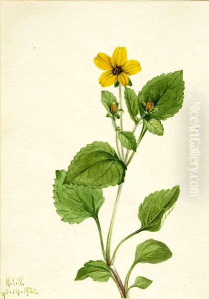 Golden Star (Chrysogonum virginianum) - view 1