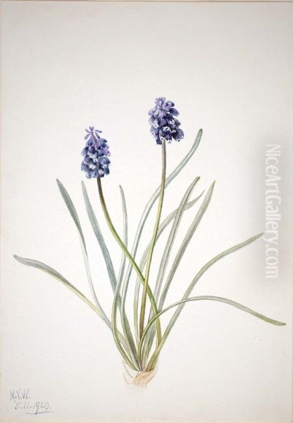 Grape Hyacinth (Muscari racemosum) - view 1