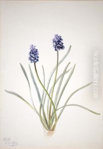 Grape Hyacinth (Muscari racemosum) by Mary Vaux Walcott