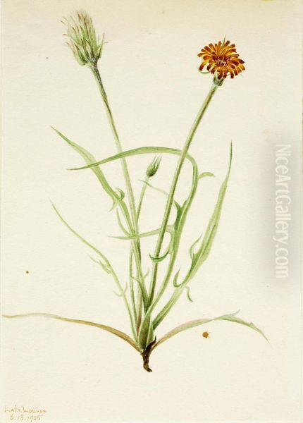 Grassleaf Agoseris (Agoseris graminifolia) - view 1