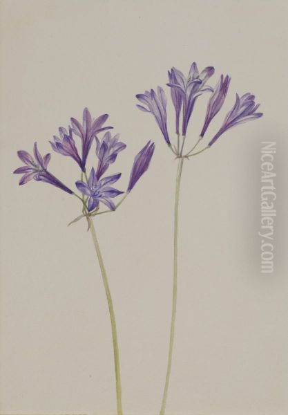 Grass Nut (Brodiaea laxa) - view 1