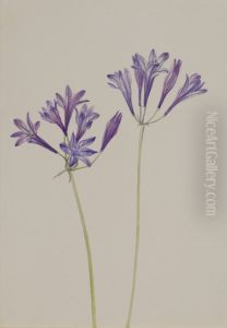 Grass Nut (Brodiaea laxa) by Mary Vaux Walcott
